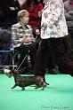 Crufts2011_2 1615